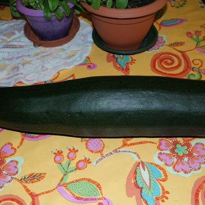 Une très très grosse courgette