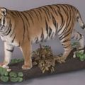 Tigre femelle naturalisée marchant