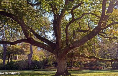 L'Arboretum des Grandes Bruyères aux couleurs automnales