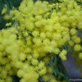 Bouquet de mimosa