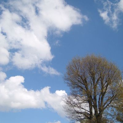 Si je pouvais voler c'est là haut que je me