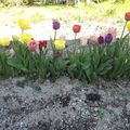 Jolies tulipes...