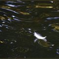 plume sur l'eau