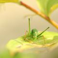 TETTIGONIIDES