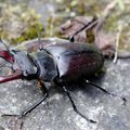 Le cerf-volant , Lucanus cervus