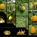 Les coloquintes