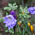 Anémones blanda et crocus rivalisent au jardin