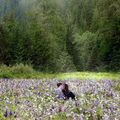 Twilight Chapitre 5 Révélation Part 2 : extraits et pub TV