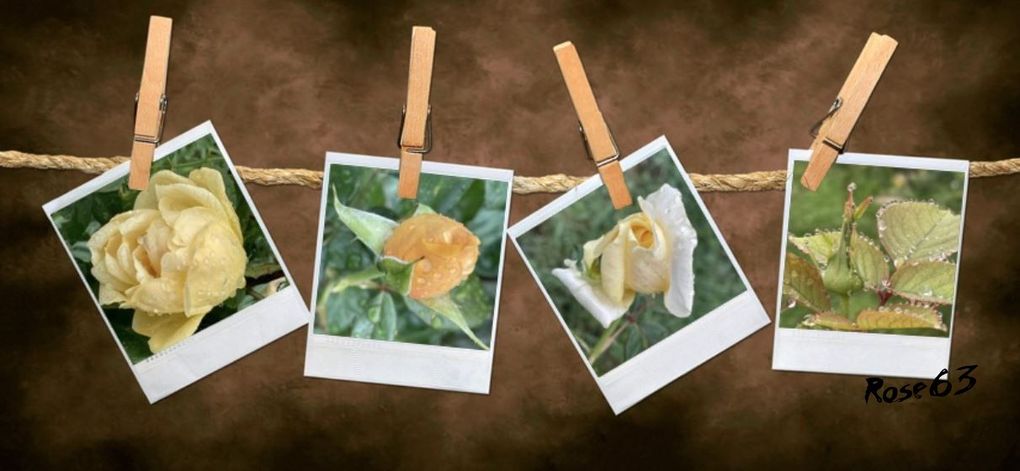 Lundi 29 sept 2025 un bol d'air au jardin c'était le 25 sept 2025 Mon diapo s'en suit 