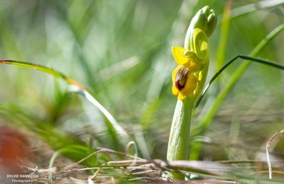 L'ophrys jaune : mon orchidée solaire !