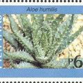 L'Aloe, utilisé à des fins curatives depuis plus de 5000 ans