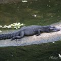 L'Alligator chinois