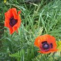 les fleurs de mon jardin