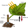 L'ABSORPTION DE L'EAU PAR LA PLANTE VERTE ET L'INFLUENCE DES SELS MINERAUX SUR LA CROISSANCE DE LA PLANTE VERTE