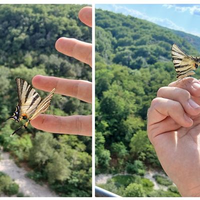 Le Papillon de Labeaume