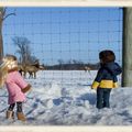 Des wapitis au Vermont pour la Saint Valentin - Elk in Vermont for Valentine's Day