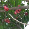 La pomme d'eau