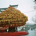 Arbre à voeux.