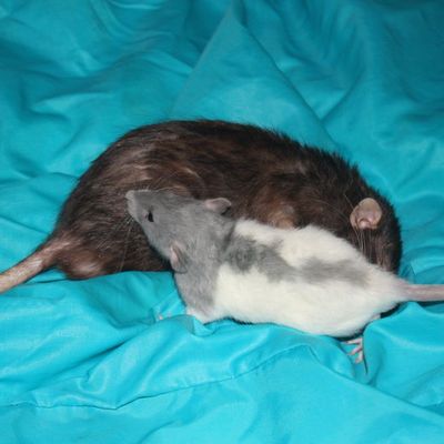 Bandit et Hubert, un duo de dumbos !