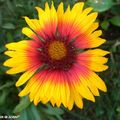 Les bien nommées Gaillardes sont très florifères !