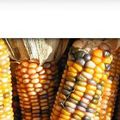 OGM greve de la faim de JOSE BOVE