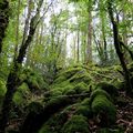 PERDONS-NOUS DANS LES BOIS... (58)