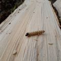 la forêt bien malade ,les frênes,les épicéas ont le bostryche, voici la larve..et toujours pas de pluie.. 