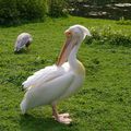 pelican pris a londres dans saint james park