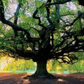 Cet arbre magnifique vibre de tant d'énergie. Respect et quelle sérénité!!