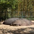 Visite sur ce blog du zoo de la Palmyre à coté de Royan dans l' album photo Royan pour vous inciter à le (re-)découvrir 