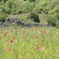 Coquelicots en Aveyron