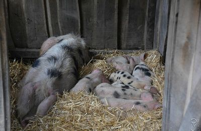 Le porc de Bayeux 