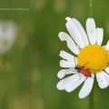 Au coeur des fleurs * At the heart of flowers