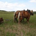 Débardage avec des chevaux de trait