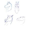 Croquis de poney