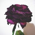 Dying rose