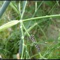 La métamorphose du Machaon (stade 5)