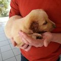 Chiot à l'oreille sectionnée à Perpignan