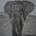 171 - L'éléphant,
