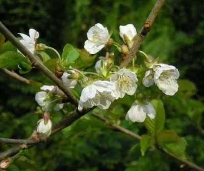 Bonheurs du printemps