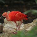 Zoo de Beauval - Catégorie Oiseaux 