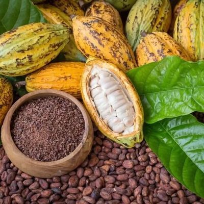 Cacao, le marché connait une légère embellie 