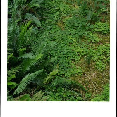 Ce soir c'est du vert