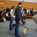 Confirmation de ZETA et Concours à l'exposition canine internationale de Nantes