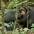 Des chimpanzés... bientôt sur grand écran !