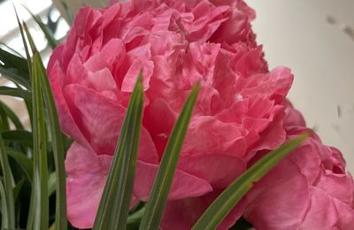 Pivoine : la plus belle des fleurs ?
