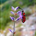 En rouge et noir