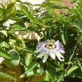 Passiflora edulis, fruit de la passion