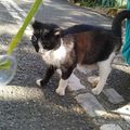 Le chat de Saint Enimie vu dans la rue