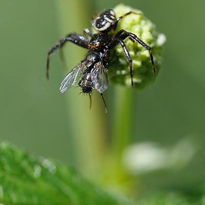 Le festin d'une araignée sauteuse